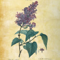 Free printable Lilac and other Flowers