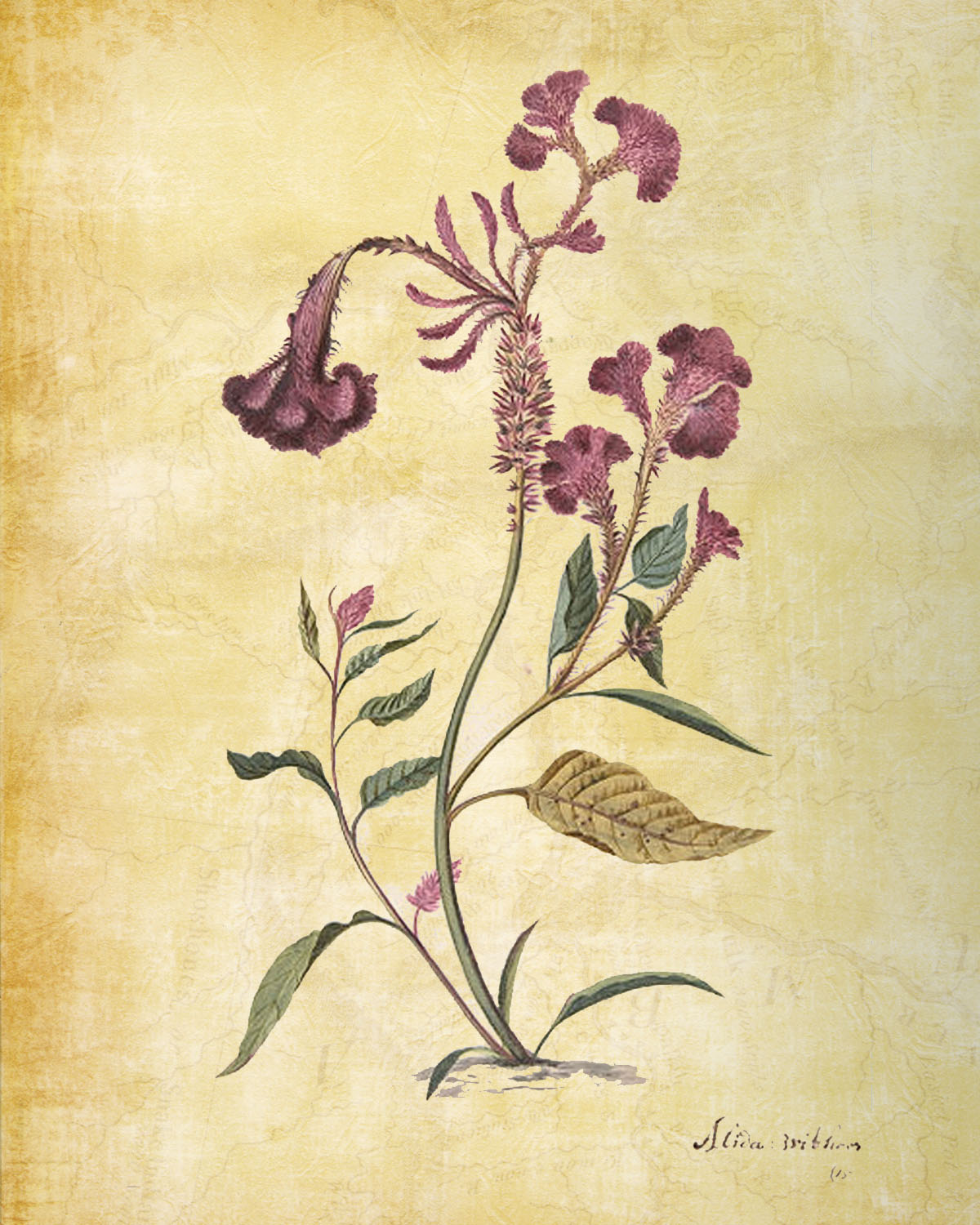 Free Printable Botanical Print at Sweet Anne Designs