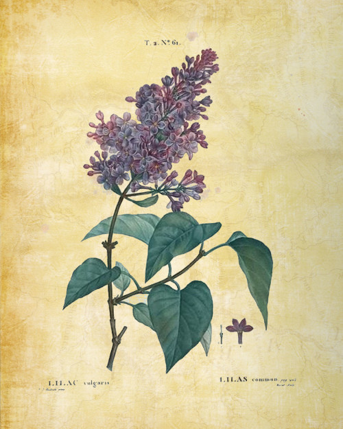 Free printable Lilac and other Flowers - Sweet Anne Designs