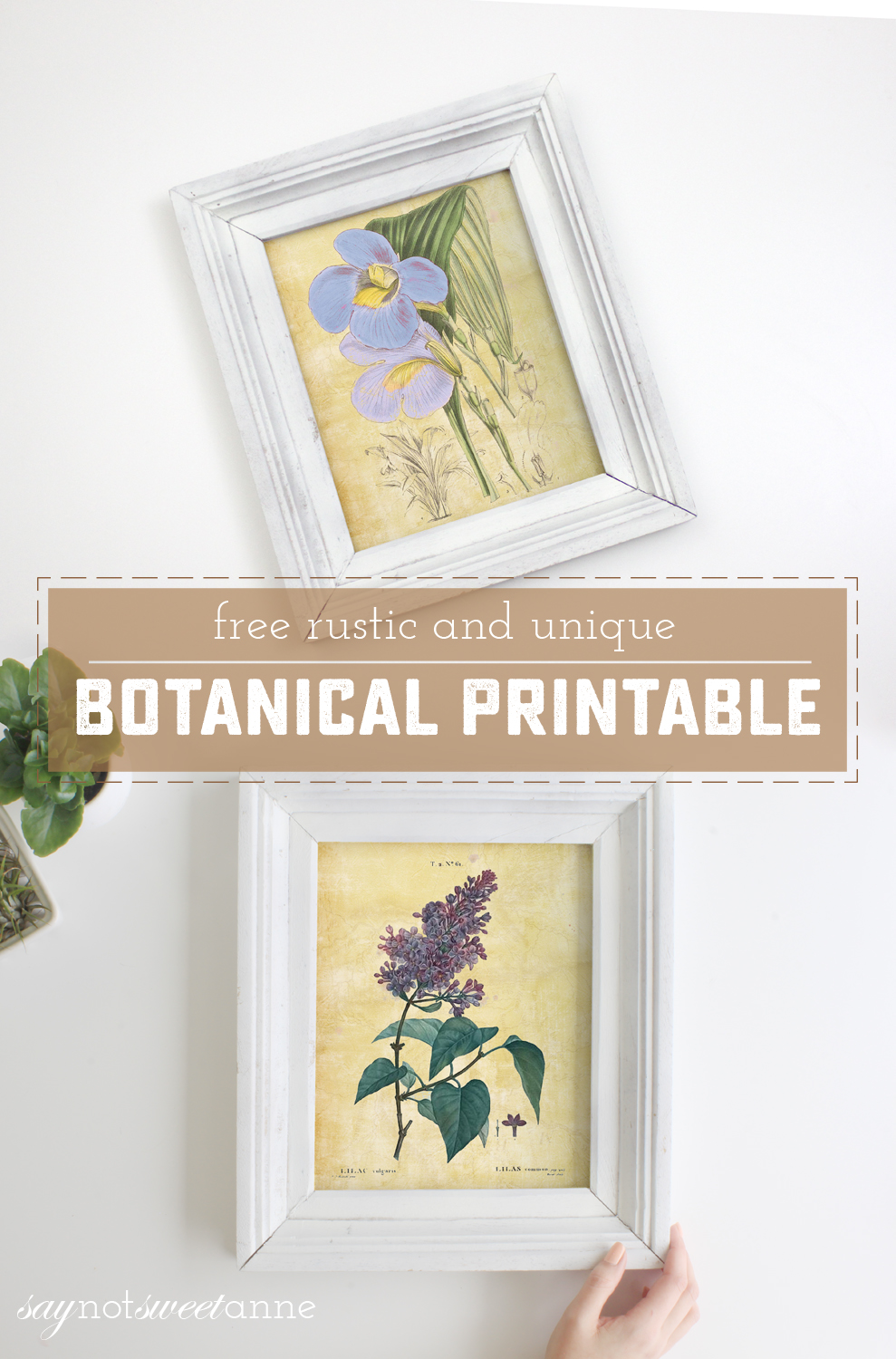 Free Botanical Prints - rustic and unique free printable botanical images! | saynotsweetanne.com