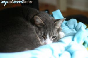 Easy DIY Pet Bed | Saynotsweetanne.com | #diy #pets #nosew